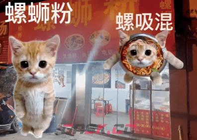 《抖音》可颂猫表情包大全分享-第11张-手游攻略-GASK