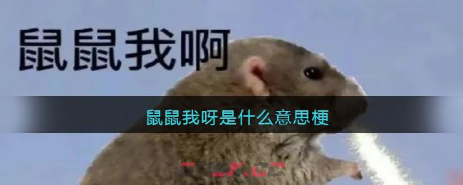 鼠鼠我呀是什么意思梗-第1张-手游攻略-GASK