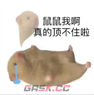 鼠鼠我呀是什么意思梗-第2张-手游攻略-GASK