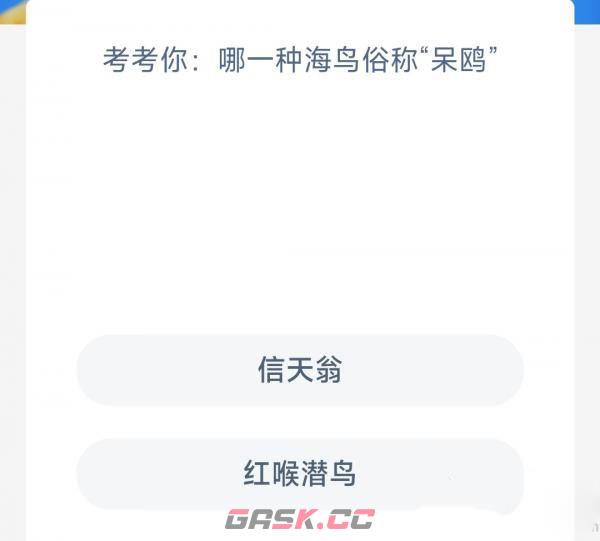 考考你哪一种海鸟俗称呆鸥-第2张-手游攻略-GASK