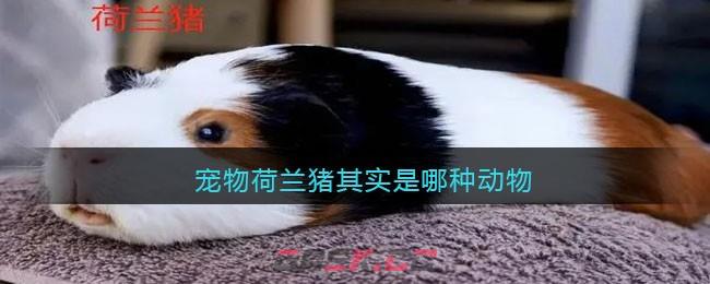 宠物荷兰猪其实是哪种动物-第1张-手游攻略-GASK
