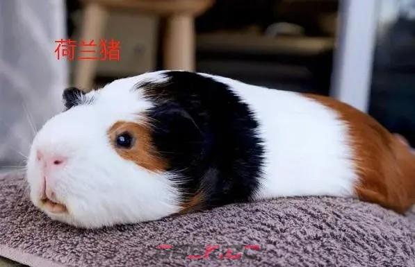 宠物荷兰猪其实是哪种动物-第2张-手游攻略-GASK