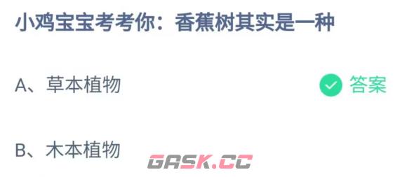 小鸡宝宝考考你香蕉树其实是一种-第3张-手游攻略-GASK