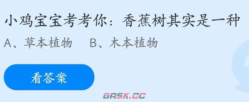 小鸡宝宝考考你香蕉树其实是一种-第2张-手游攻略-GASK