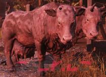 辐射76双头牛在哪-第2张-单机攻略-GASK