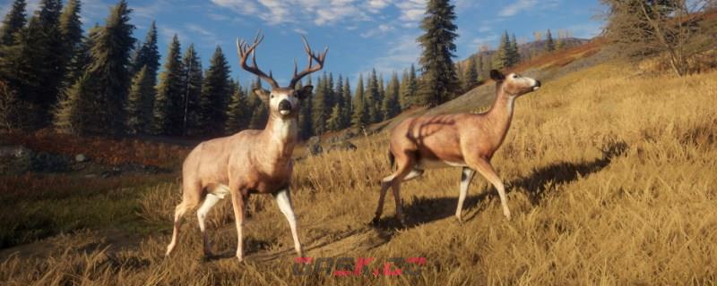 《猎人：荒野的呼唤》育空的灰狼怎么抓-第1张-单机攻略-GASK