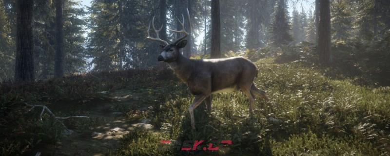 《猎人：荒野的呼唤》新英格兰的山齿鹑怎么抓-第1张-单机攻略-GASK