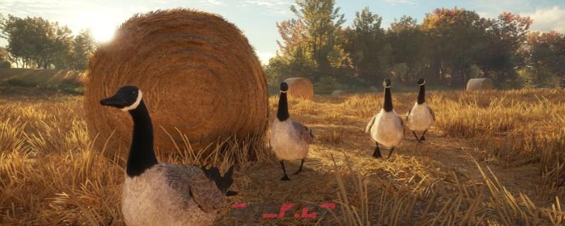 《猎人：荒野的呼唤》雷文图里的西方松鸡怎么抓-第1张-单机攻略-GASK
