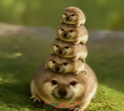 我的刀盾表情包图片大全-第8张-手游攻略-GASK