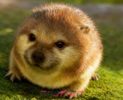 我的刀盾表情包图片大全-第7张-手游攻略-GASK