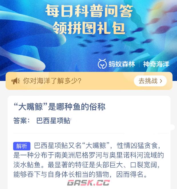 大嘴鲸是哪种鱼的俗称-第2张-手游攻略-GASK