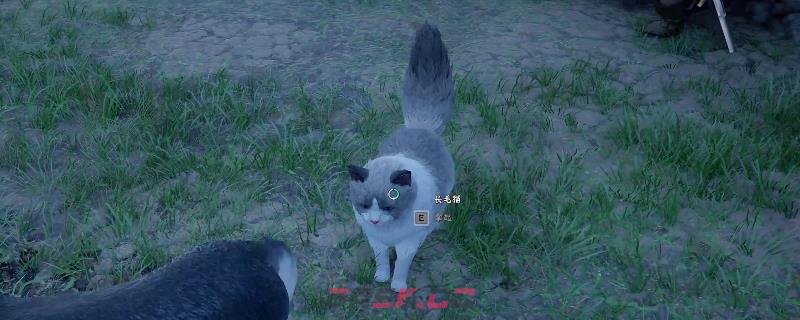 《红色沙漠》快速抓长毛猫方法介绍-第1张-单机攻略-GASK