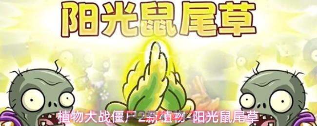 植物大战僵尸2新植物-阳光鼠尾草