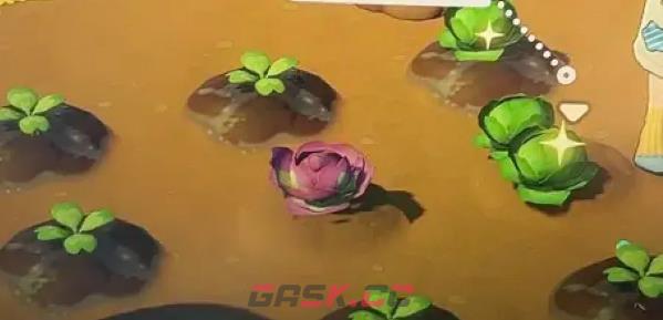 《星布谷地》露卡种子种植攻略-第3张-手游攻略-GASK