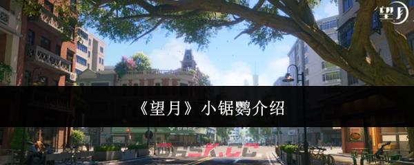 《望月》小锯鹦介绍