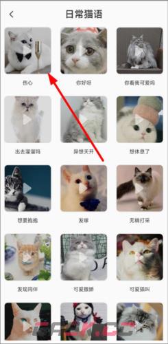 猫语翻译机app猫语翻译教程-第3张-手游攻略-GASK