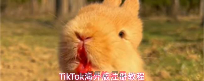TikTok海外版注册教程
